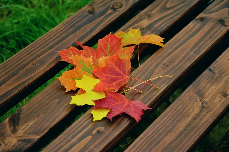 Maple Leaves and Books